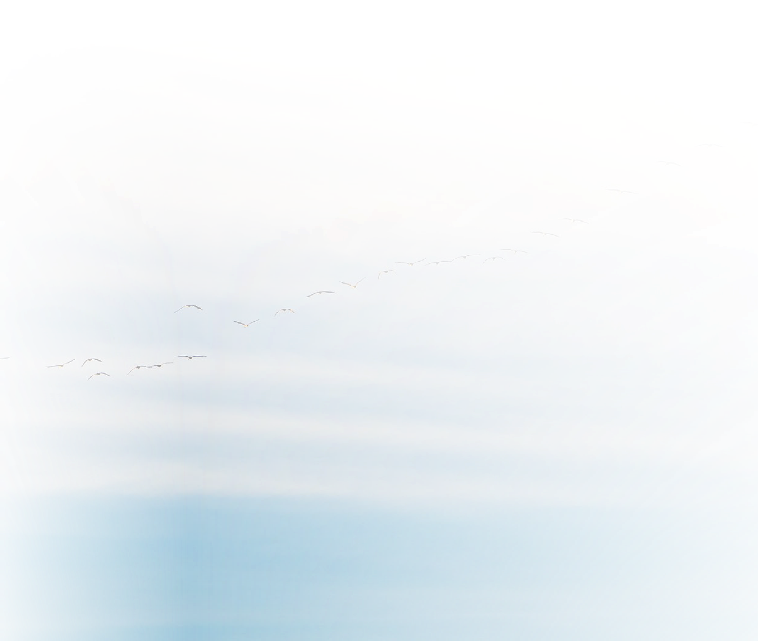 Птици в небе